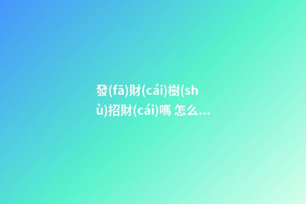 發(fā)財(cái)樹(shù)招財(cái)嗎 怎么擺放才可以招財(cái)